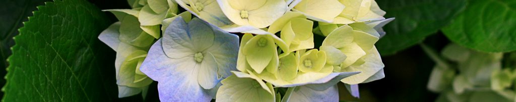 ดอกไม้เมืองหนาว